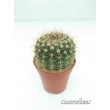 Нотокактус сосочковый (Notocactus mammulosus)