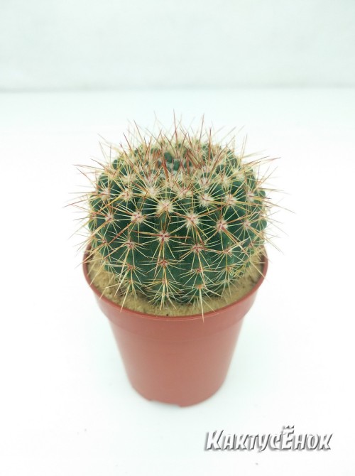 Нотокактус сосочковый (Notocactus mammulosus)