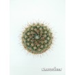 Нотокактус сосочковый (Notocactus mammulosus)