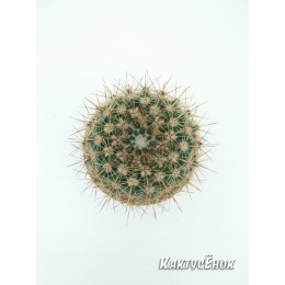 Нотокактус сосочковый (Notocactus mammulosus)