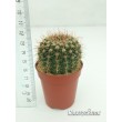 Нотокактус сосочковый (Notocactus mammulosus)