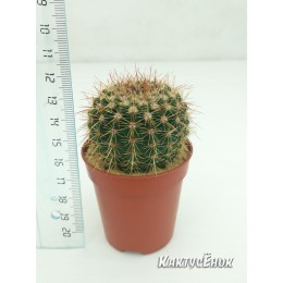Нотокактус сосочковый (Notocactus mammulosus)