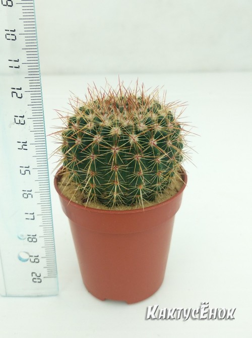 Нотокактус сосочковый (Notocactus mammulosus)