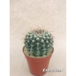 Нотокактус сосочковый (Notocactus mammulosus)