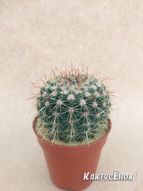 Нотокактус сосочковый (Notocactus mammulosus)