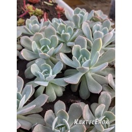 Эхеверия грей принц (Echeveria "Grey Prince")