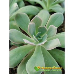 Эхеверия грей принц (Echeveria "Grey Prince")