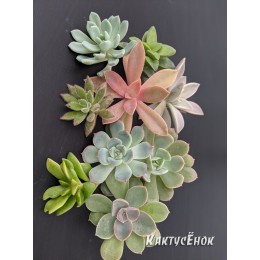 Набор черенков суккулентов для флорариума