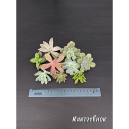 Набор черенков суккулентов для флорариума