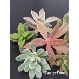 Набор черенков суккулентов для флорариума