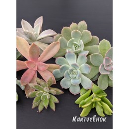 Набор черенков суккулентов для флорариума