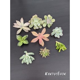 Набор черенков суккулентов для флорариума