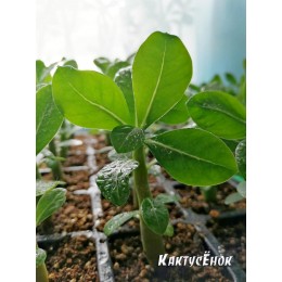 Адениум сорт Ко 226