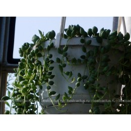 Два черенка Крестовник укореняющийся (Senecio radicans, крестовник радиканс)