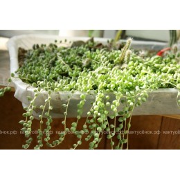 Два черенка Крестовник укореняющийся (Senecio radicans, крестовник радиканс)