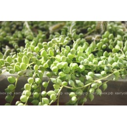 Два черенка Крестовник укореняющийся (Senecio radicans, крестовник радиканс)