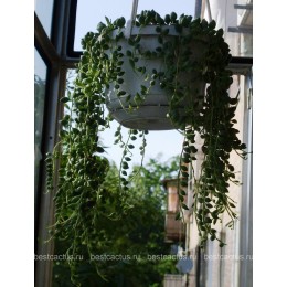 Два черенка Крестовник укореняющийся (Senecio radicans, крестовник радиканс)