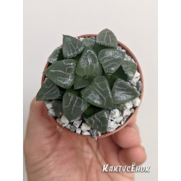 Листовой черенок Хавортия Баера Мунстоун (Haworthia Bayeri Moonstone)