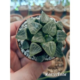 Листовой черенок Хавортия Баера Мунстоун (Haworthia Bayeri Moonstone)