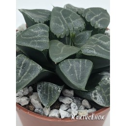 Листовой черенок Хавортия Баера Мунстоун (Haworthia Bayeri Moonstone)