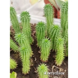 Молочай Сюзанна. (Euphorbia Susannae)