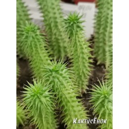 Молочай Сюзанна. (Euphorbia Susannae)