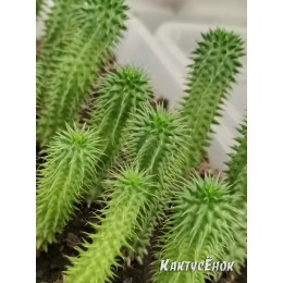 Молочай Сюзанна. (Euphorbia Susannae)