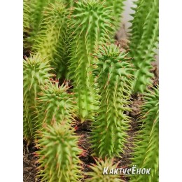 Молочай Сюзанна. (Euphorbia Susannae)