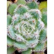 Черенок Эхеверия щетинистая (Echeveria setosa deminuta, эхеверия сетоза деминута) 