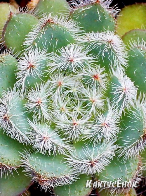 Черенок Эхеверия щетинистая (Echeveria setosa deminuta, эхеверия сетоза деминута) 