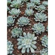 Черенок Эхеверия щетинистая (Echeveria setosa deminuta, эхеверия сетоза деминута) 