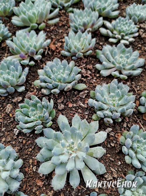 Черенок Эхеверия щетинистая (Echeveria setosa deminuta, эхеверия сетоза деминута) 