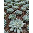 Черенок Эхеверия щетинистая (Echeveria setosa deminuta, эхеверия сетоза деминута) 