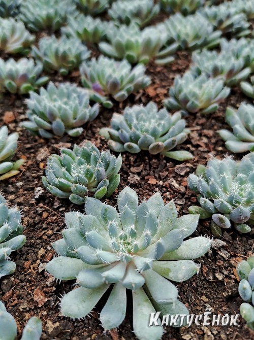 Черенок Эхеверия щетинистая (Echeveria setosa deminuta, эхеверия сетоза деминута) 