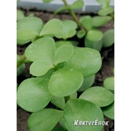 черенок Портулакария афра, слоновый кустарник (Portulacaria afra)