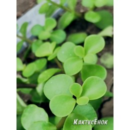 черенок Портулакария афра, слоновый кустарник (Portulacaria afra)