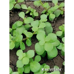 черенок Портулакария афра, слоновый кустарник (Portulacaria afra)