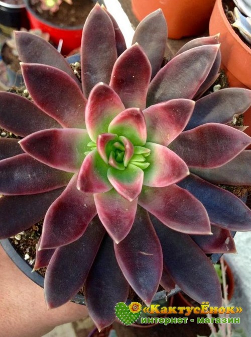 Эхеверия Серрана (Echeveria Serrana)