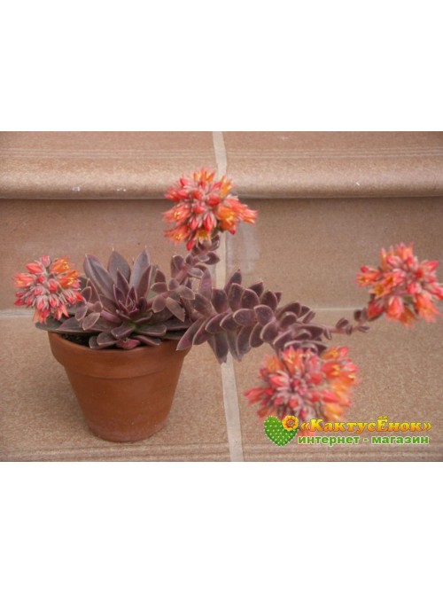 Эхеверия Серрана (Echeveria Serrana)