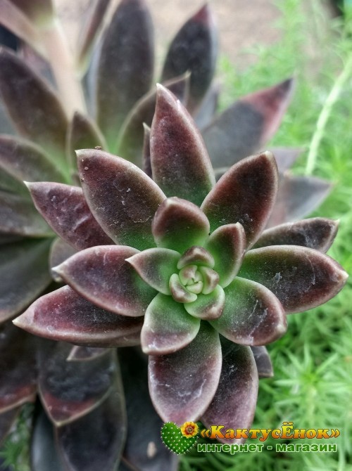 Эхеверия Серрана (Echeveria Serrana)