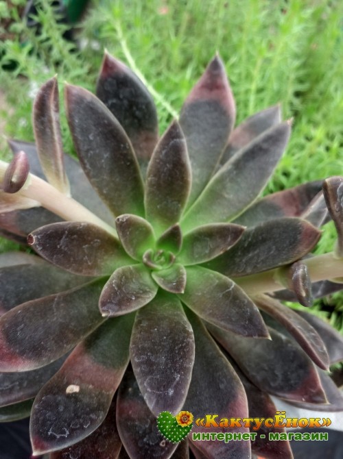 Эхеверия Серрана (Echeveria Serrana)