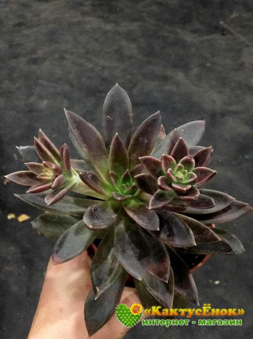 Эхеверия Серрана (Echeveria Serrana)