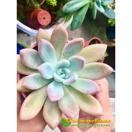 Черенок Граптоверия Опалина (Graptoveria «Opalina»)