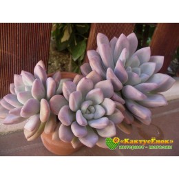 Черенок Граптоверия Опалина (Graptoveria «Opalina»)