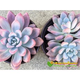 Черенок Граптоверия Опалина (Graptoveria «Opalina»)