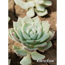 Черенок Эхеверия миниатюрная (Echeveria minima)