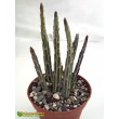 Крестовник стапелиевидный (Senecio stapeliiformis)