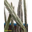 Крестовник стапелиевидный (Senecio stapeliiformis)