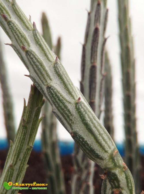 Крестовник стапелиевидный (Senecio stapeliiformis)