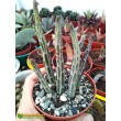 Крестовник стапелиевидный (Senecio stapeliiformis)